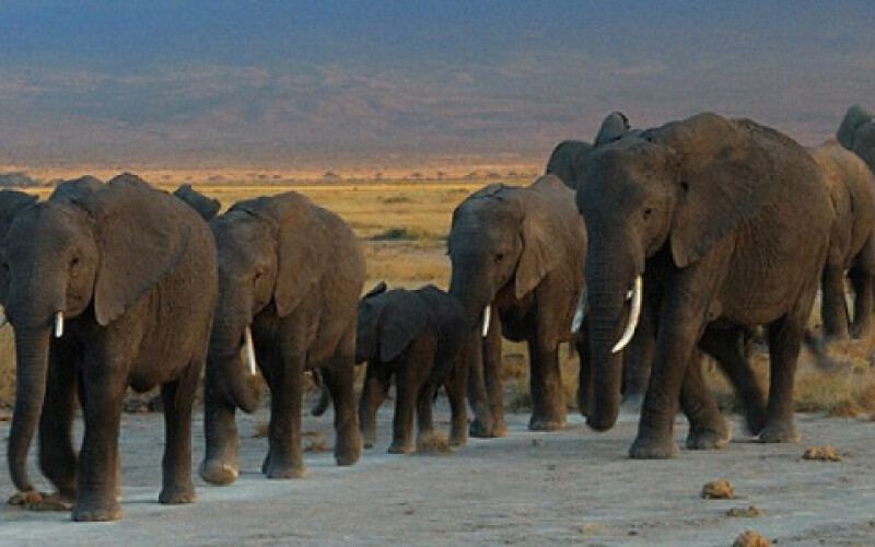 Стадо диких слонів рухається по Китаю, руйнуючи все на своєму шляху