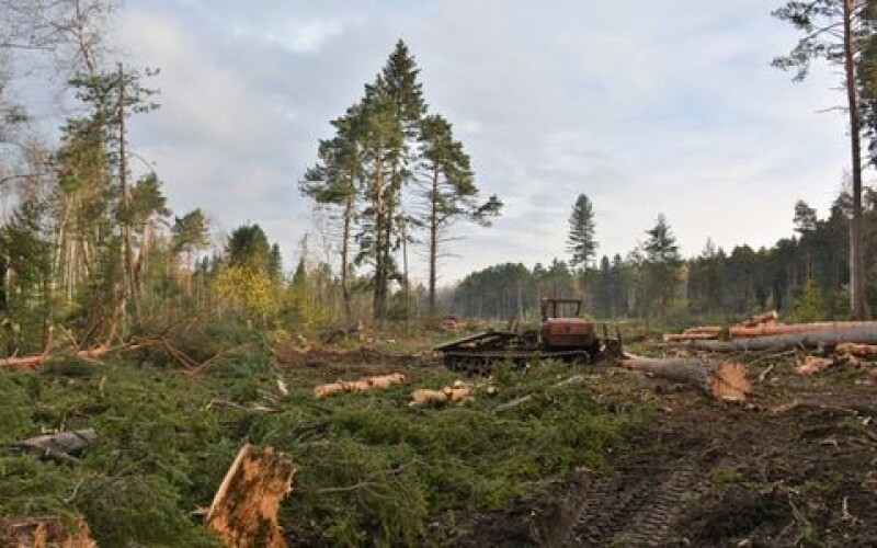 На Львівщині під час заготівлі дров загинув юнак