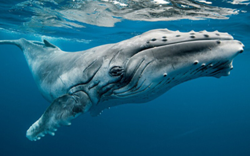 Ученые изучают скелет древнего кита
