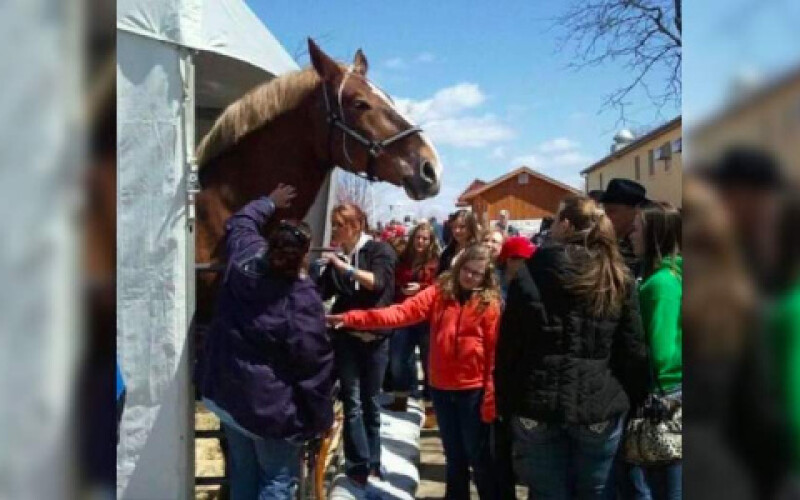 У США помер найвищий кінь у світі на прізвисько Великий Джейк