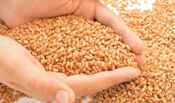 Росія намагалась продати Єгипту вкрадене в Україні зерно