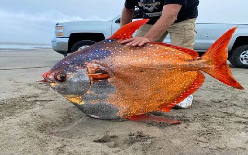 Єдину відому повністю теплокровну рибу вимило на сушу в Орегоні