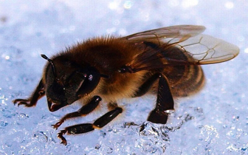 Перепад температур в Украине не пошел на пользу фруктовым деревьям и пчелам