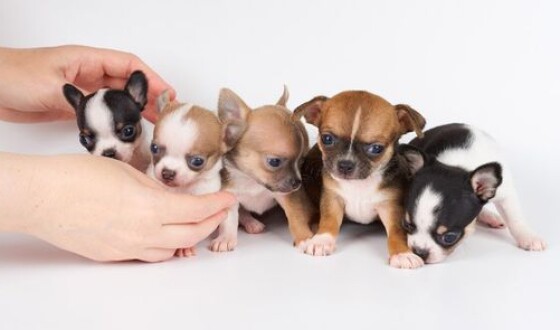 Самую маленькую в мире собаку клонировали почти 50 раз