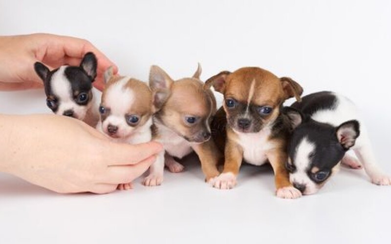 Самую маленькую в мире собаку клонировали почти 50 раз