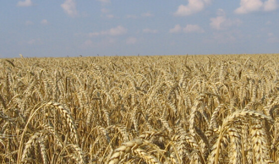 Украинские аграрии собрали первый миллион тонн зерна