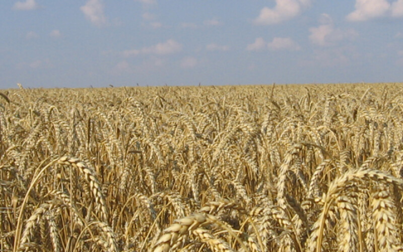 Експерти заявили, що урожай зерна в Україні впаде до 66,5 млн тонн