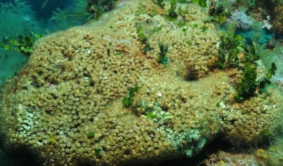 У Середземному морі унікальний кораловий риф знаходиться під загрозою
