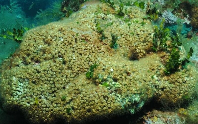 У Середземному морі унікальний кораловий риф знаходиться під загрозою