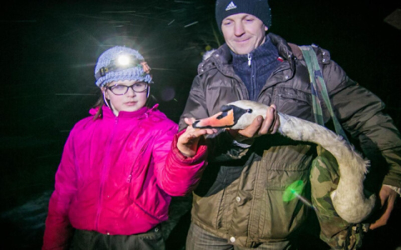 Под Киевом с замерзающего озера спасли лебедя