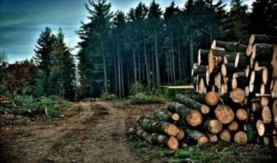 ДФС анонсувала масштабні перевірки експортерів лісу