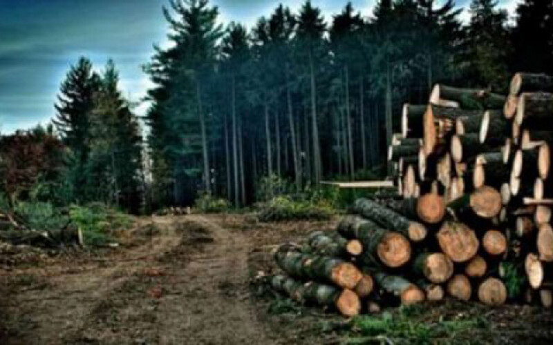 В Украине придумали, как бороться с контрабандой леса