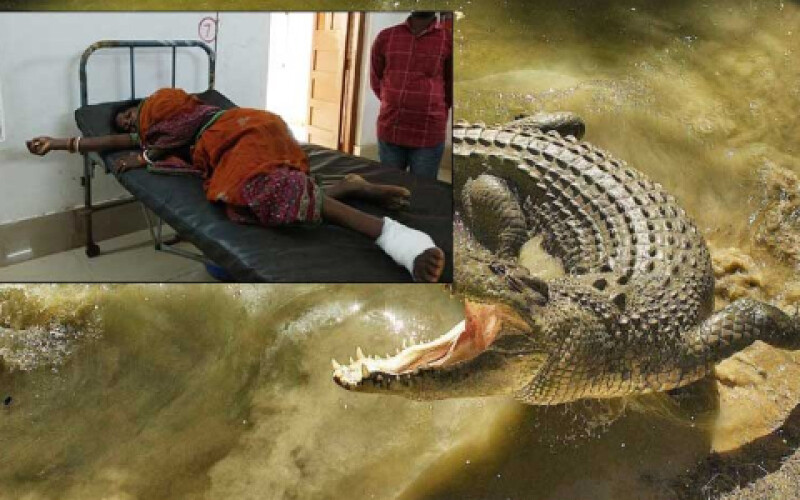 Жінка годину боролася за життя у сутичці з крокодилом і вижила. Фото