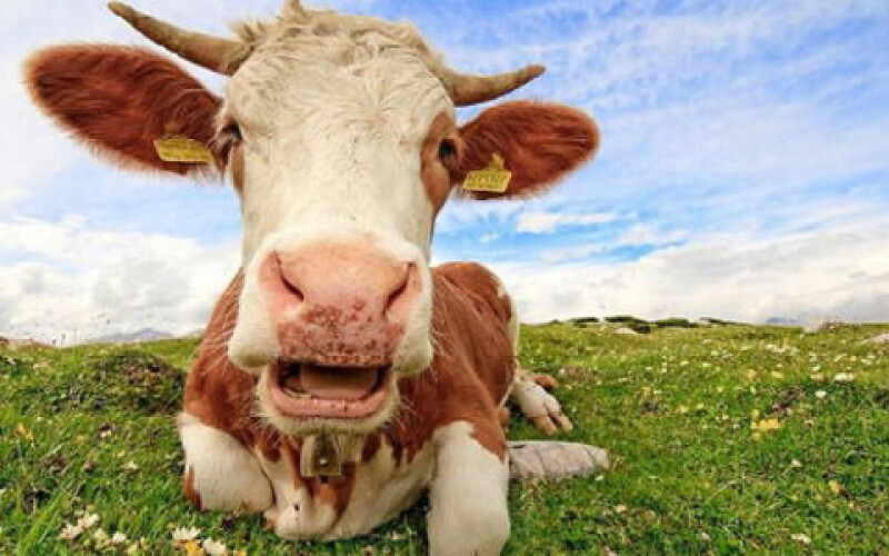 На Херсонщине коров доят под классическую музыку