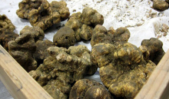 Украина может экспортировать около 100 тонн трюфелей