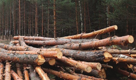 ЄС заборонить ввезення товарів, пов’язаних із вирубкою лісів