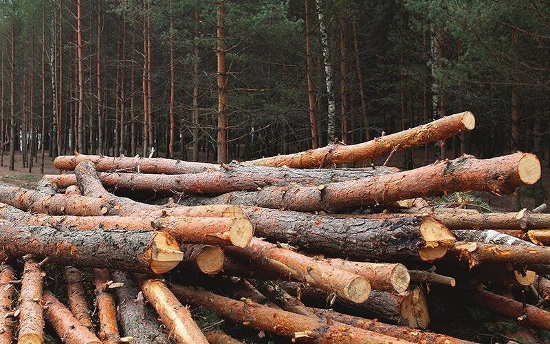 ЄС заборонить ввезення товарів, пов’язаних із вирубкою лісів