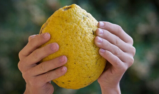 В теплицях на Закарпатті вирощують гігантські лимони