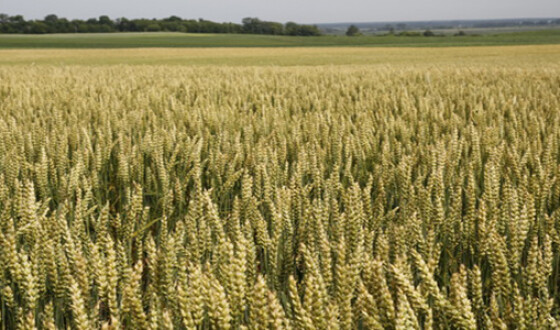 В Україні зібрано більше півмільйона тонн зерна