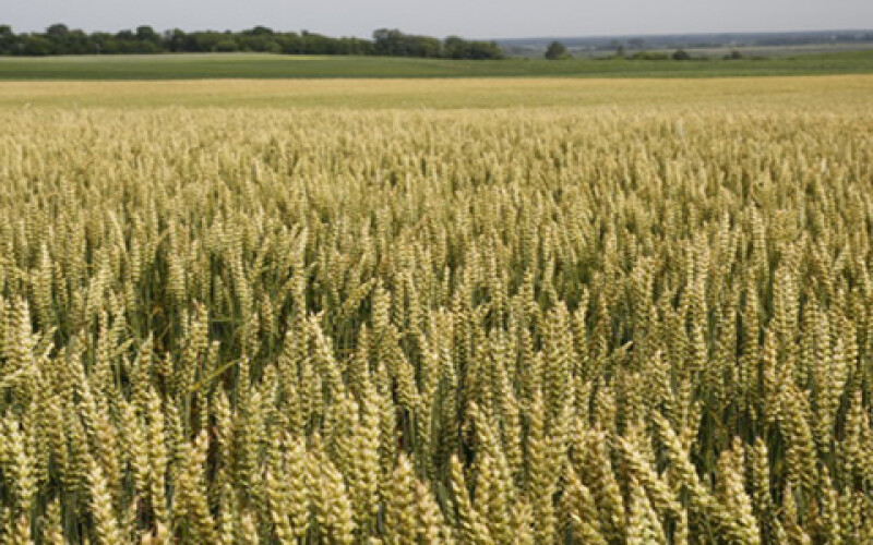 В Україні зібрано більше півмільйона тонн зерна