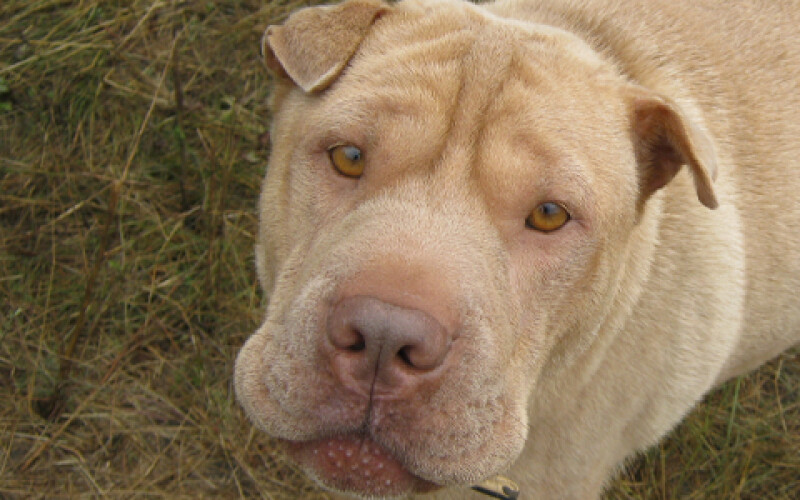 На Херсонщине у хозяина конфискуют собаку за нарушение правил выгула