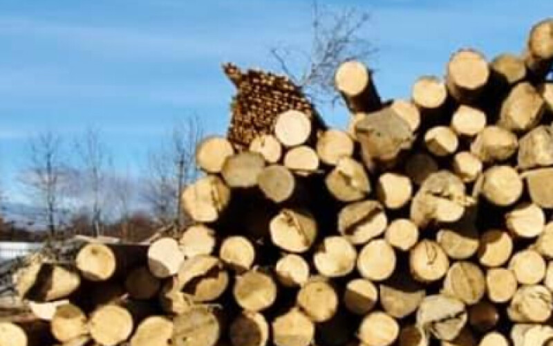 Поліцейські розслідують справу щодо незаконної вирубки лісу на Прикарпатті