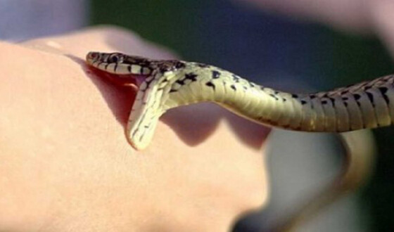 На Тернопільщині дитину покусала змія