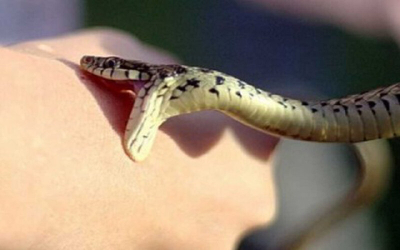 На Тернопільщині дитину покусала змія
