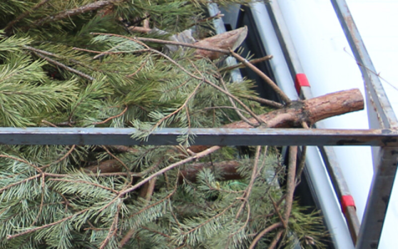 Стягнуто шкоду за незаконно зрубані дерева на Херсонщині