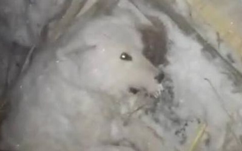 Мужчина в Якутии облил собаку водой и оставил умирать на 50-градусном морозе