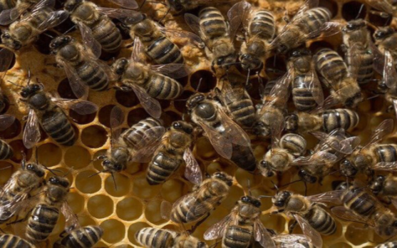 Вчені: бджолина отрута руйнує ракові клітини за 60 хвилин