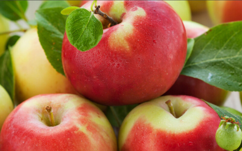 В Україні аграрії очікують гарний врожай яблук