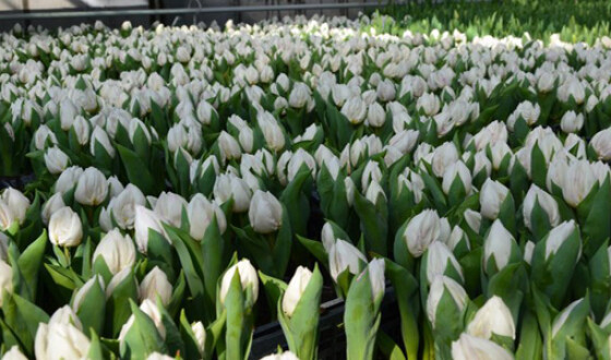 В Киеве высадят 13 миллионов цветов
