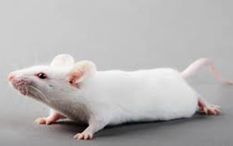 Клетки человеческого мозга пересадили мышам