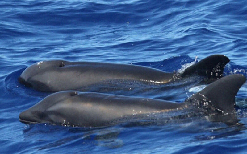 В водах у Гавайев нашли редкий гибрид дельфина