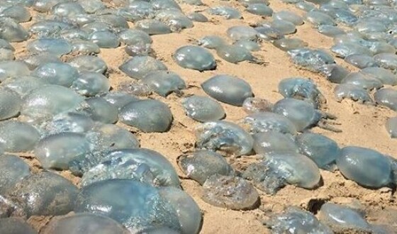 На узбережжі Чорного моря на Одещині викинуло близько мільйона медуз