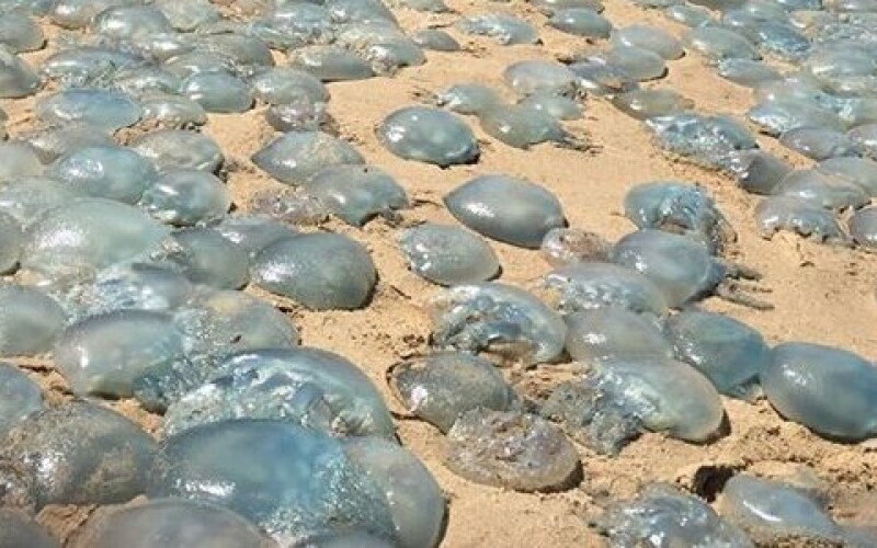 На узбережжі Чорного моря на Одещині викинуло близько мільйона медуз