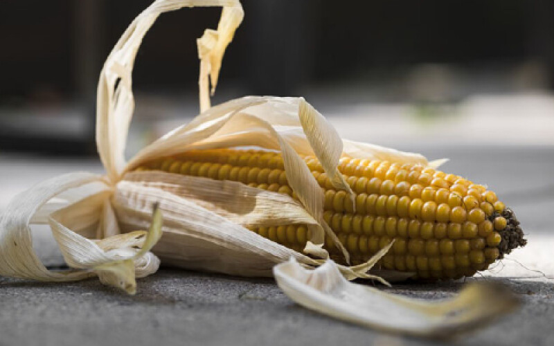 Україна відправила на експорт майже 25 мільйонів тон кукурудзи