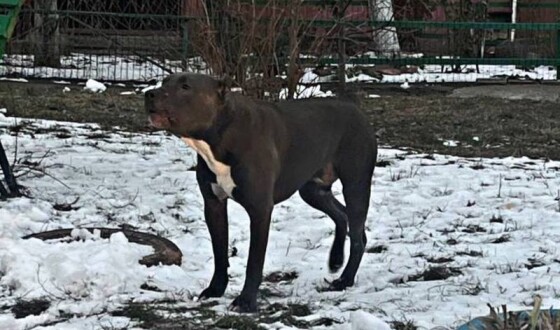 У Борисполі собака бійцівської породи напав на покусав дітей