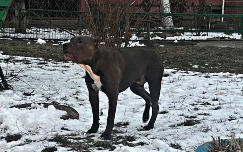 У Борисполі собака бійцівської породи напав на покусав дітей