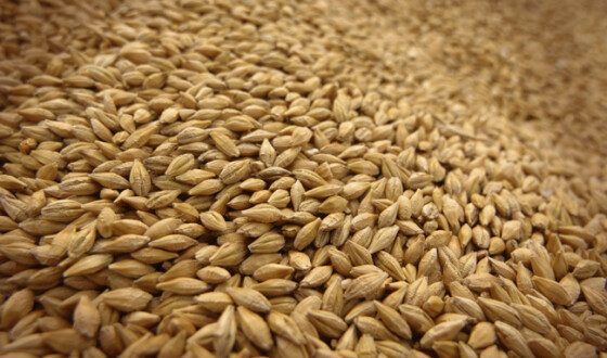 Україна заборонила ввезення пшениці і соняшникової олії з Росії