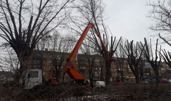 Киевляне требуют прекратить санитарную обрезку деревьев