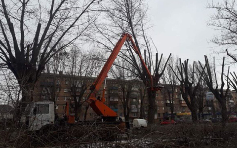 Киевляне требуют прекратить санитарную обрезку деревьев