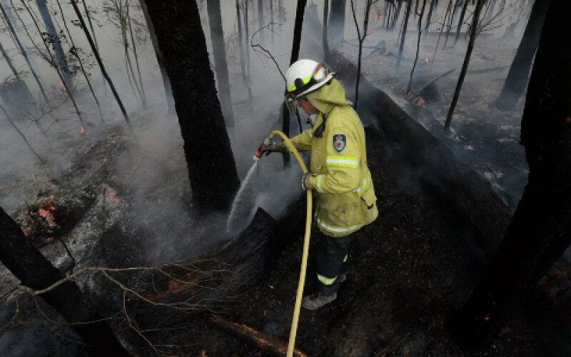 В Австралії лісові пожежі знищили половину острова зі списку ЮНЕСКО