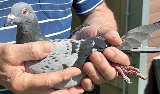 Китаєць заплатив 400 тисяч євро за бельгійського поштового голуба