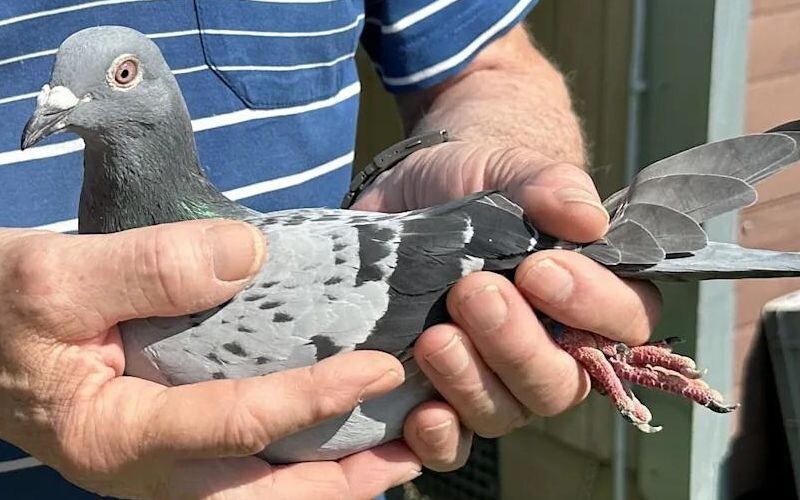 Китаєць заплатив 400 тисяч євро за бельгійського поштового голуба