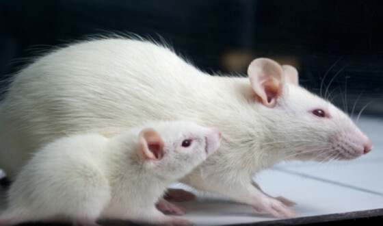 Китайські вчені виростили у мишей роги за допомогою стовбурових клітин