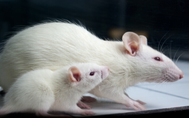 Китайські вчені виростили у мишей роги за допомогою стовбурових клітин