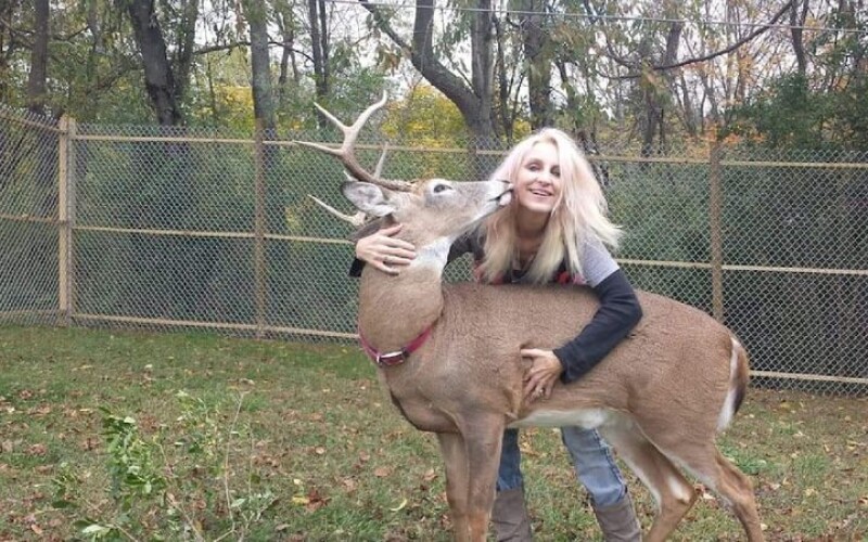 У США жінку вбив олень, про якого вона дбала роками