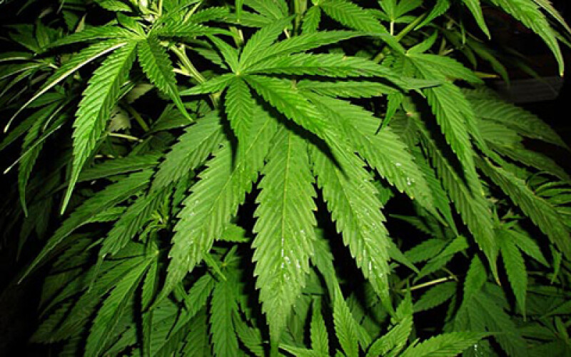 Во Франции обнаружили 373 килограммов марихуаны в грузовике